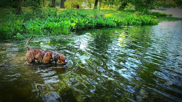 Loki, an American Pit Bull Terrier (4.7% unresolved) tested with EmbarkVet.com