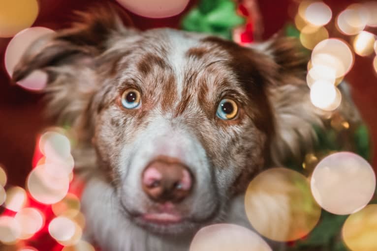 Asher, a Border Collie tested with EmbarkVet.com