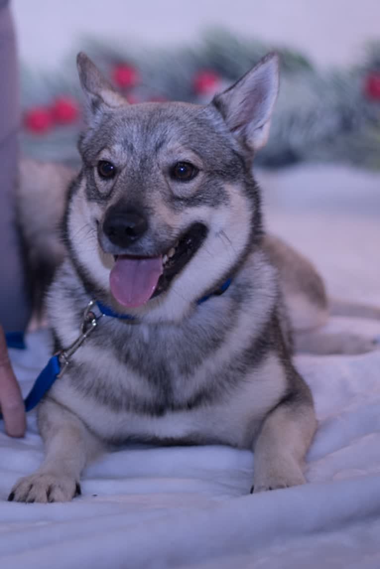 Slick, a Swedish Vallhund tested with EmbarkVet.com