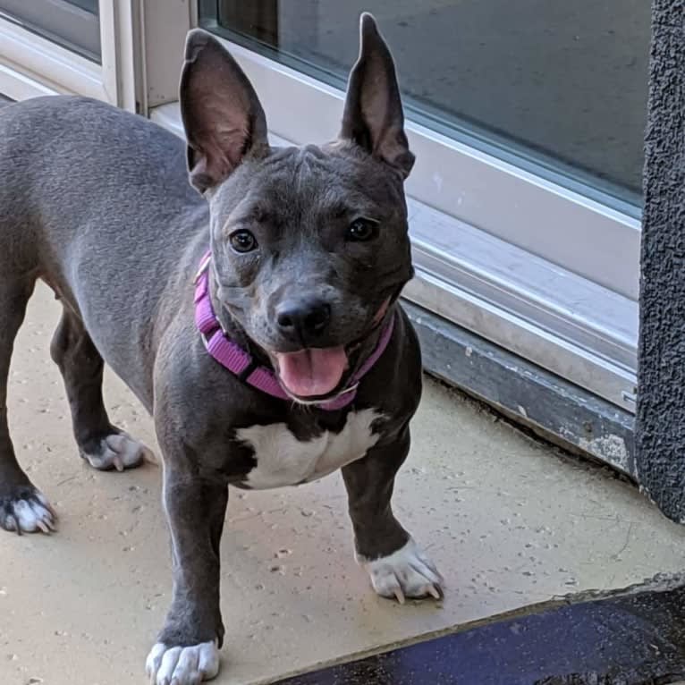 Sage, an American Bully tested with EmbarkVet.com