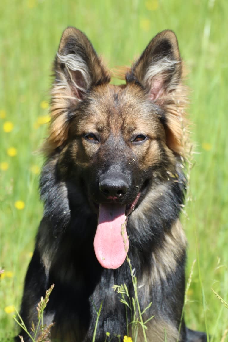 Heilung, a German Shepherd Dog tested with EmbarkVet.com