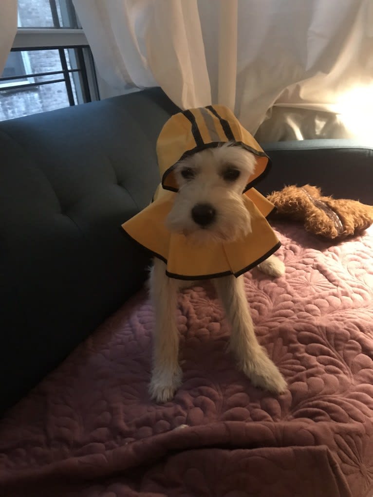 Holly Monster, an East Asian Village Dog tested with EmbarkVet.com