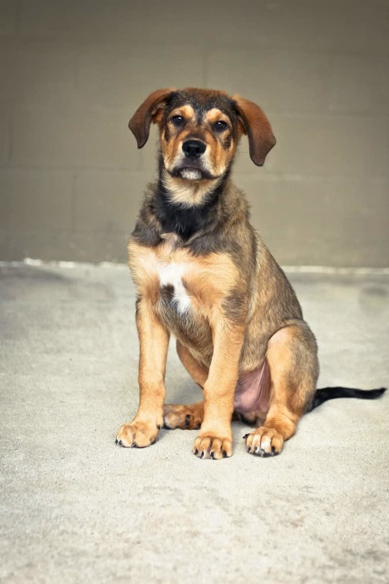 Cooper, a Great Pyrenees and Rottweiler mix tested with EmbarkVet.com