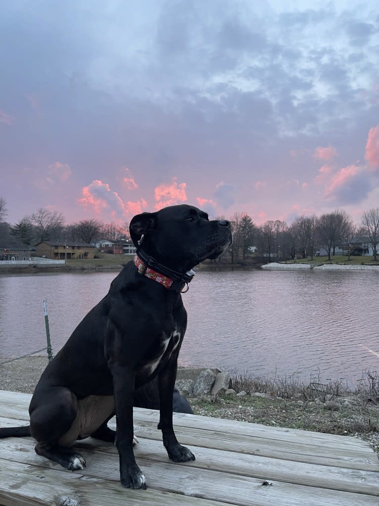 Zhala, a Cane Corso and American Pit Bull Terrier mix tested with EmbarkVet.com