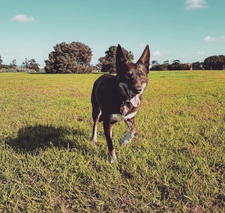 Matilda, an Australian Kelpie tested with EmbarkVet.com