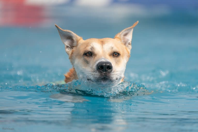 Loomy, a Carolina Dog tested with EmbarkVet.com