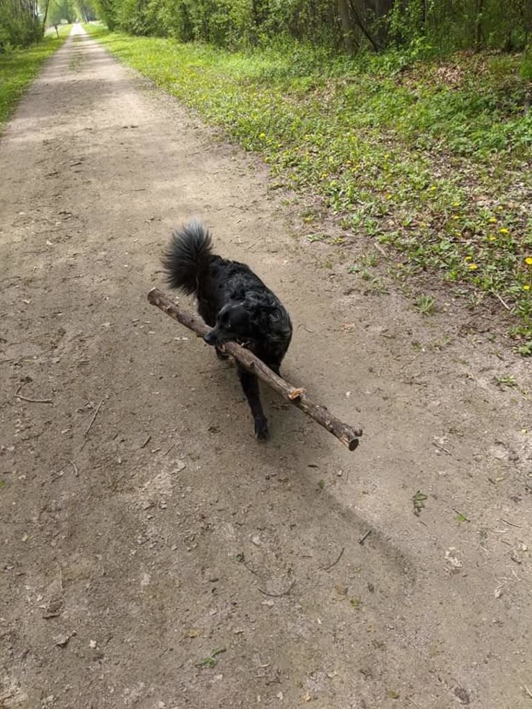 Odin 'stinky butt' Mussatti, an Australian Cattle Dog tested with EmbarkVet.com