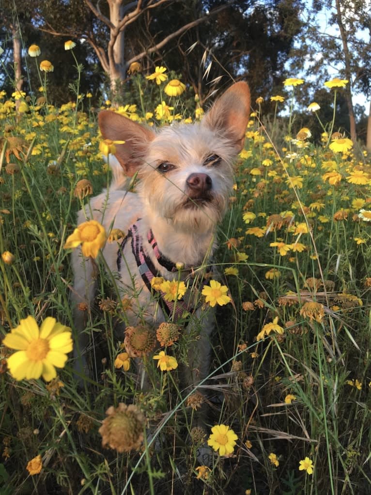 Ziggy, a Chihuahua and Poodle (Small) mix tested with EmbarkVet.com