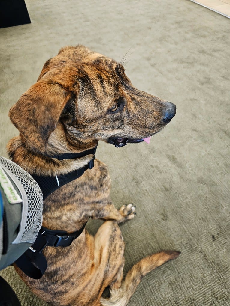 Bengal, a Great Pyrenees and American Pit Bull Terrier mix tested with EmbarkVet.com