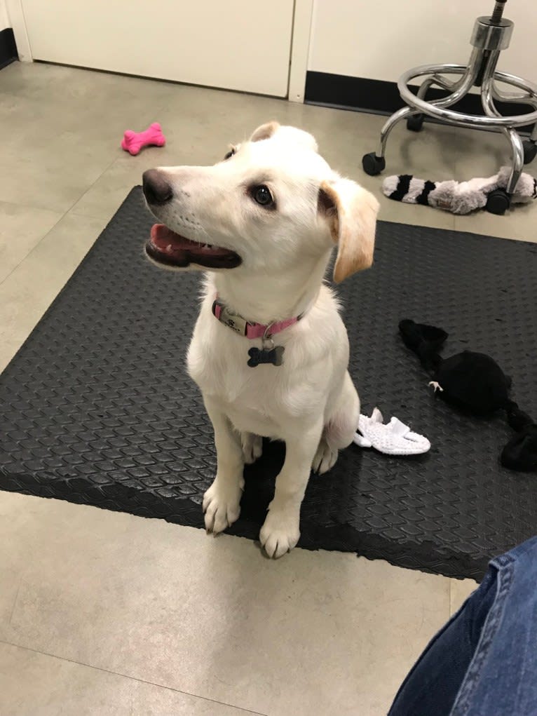 Ella, a Labrador Retriever and Siberian Husky mix tested with EmbarkVet.com