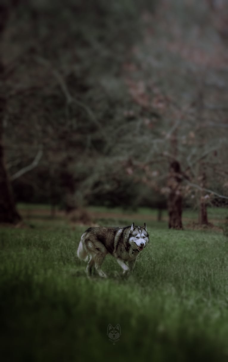 Apollo, a Samoyed and Siberian Husky mix tested with EmbarkVet.com