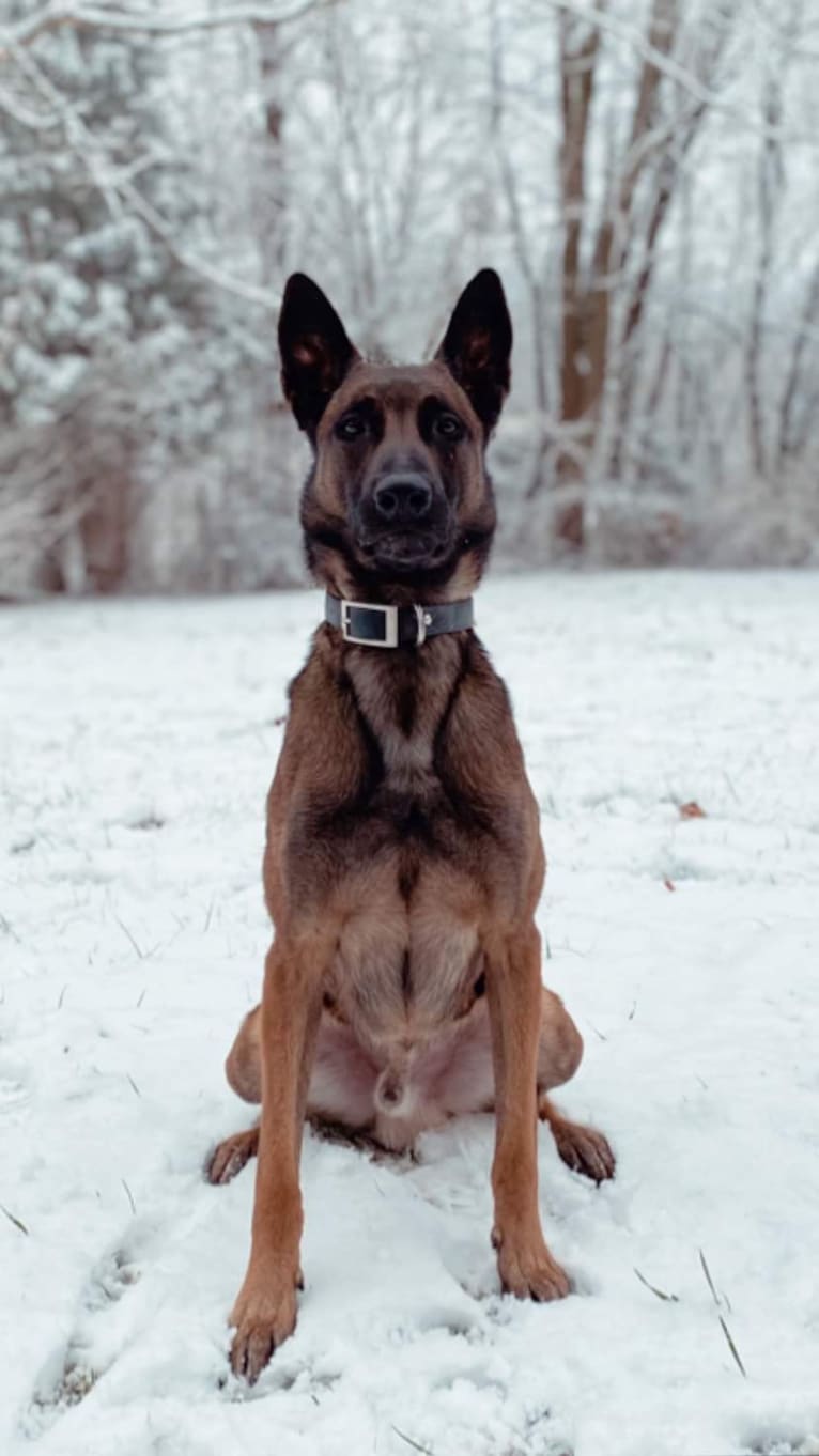 Snowflake, a Belgian Shepherd tested with EmbarkVet.com