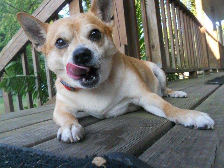 Frankie, a Chihuahua and Miniature Pinscher mix tested with EmbarkVet.com