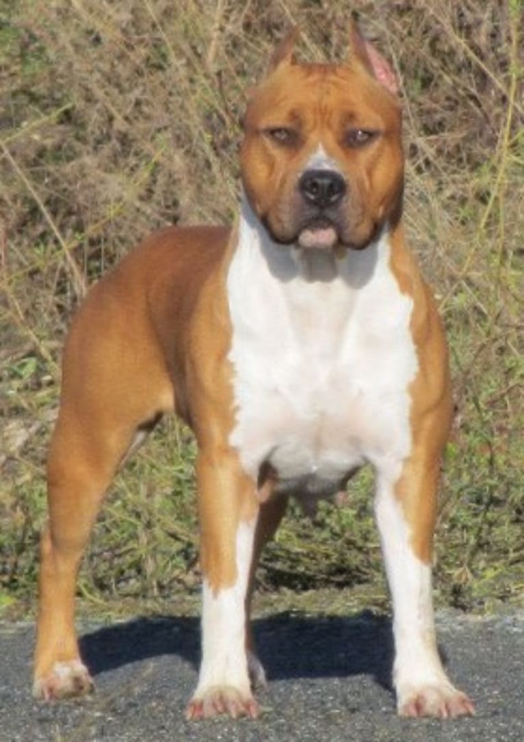 Dee Dee, an American Staffordshire Terrier tested with EmbarkVet.com