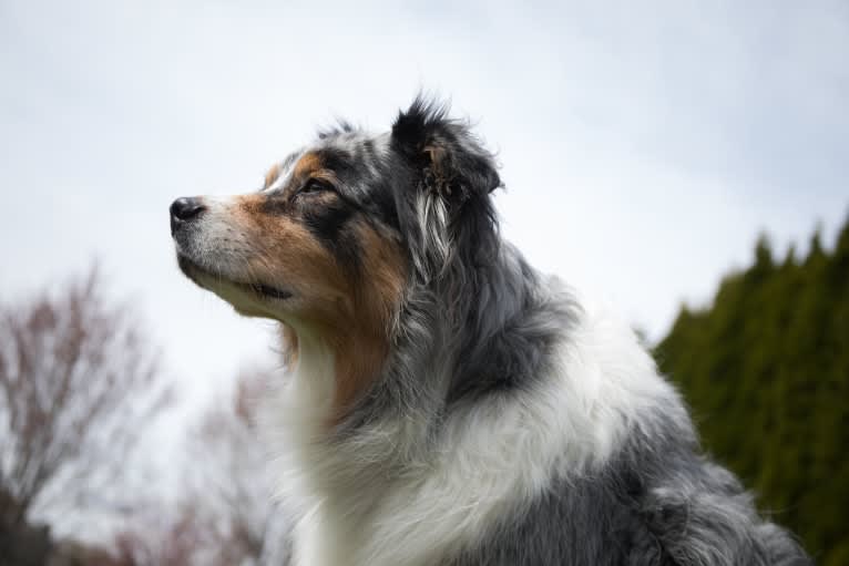 Helo, an Australian Shepherd tested with EmbarkVet.com
