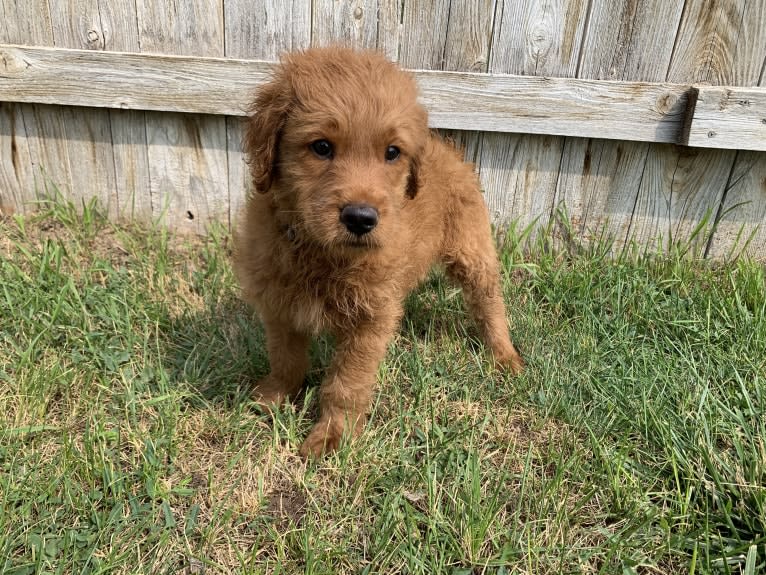 Gray Collar, a Goldendoodle tested with EmbarkVet.com