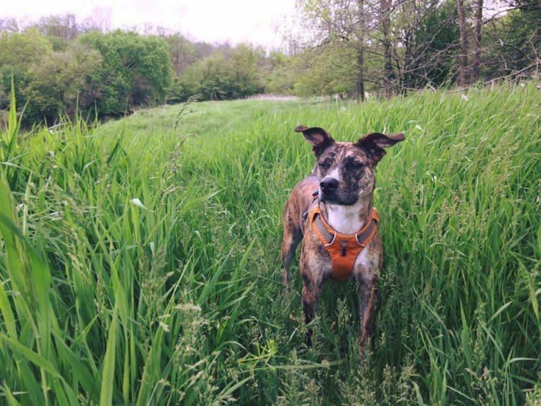 Quinn, an American Pit Bull Terrier and Australian Cattle Dog mix tested with EmbarkVet.com