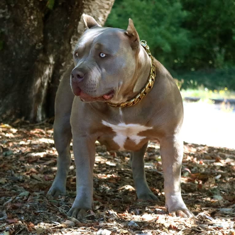 Camila, an American Bully tested with EmbarkVet.com