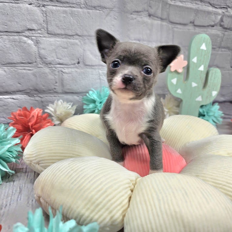 Tiya, a Chihuahua tested with EmbarkVet.com