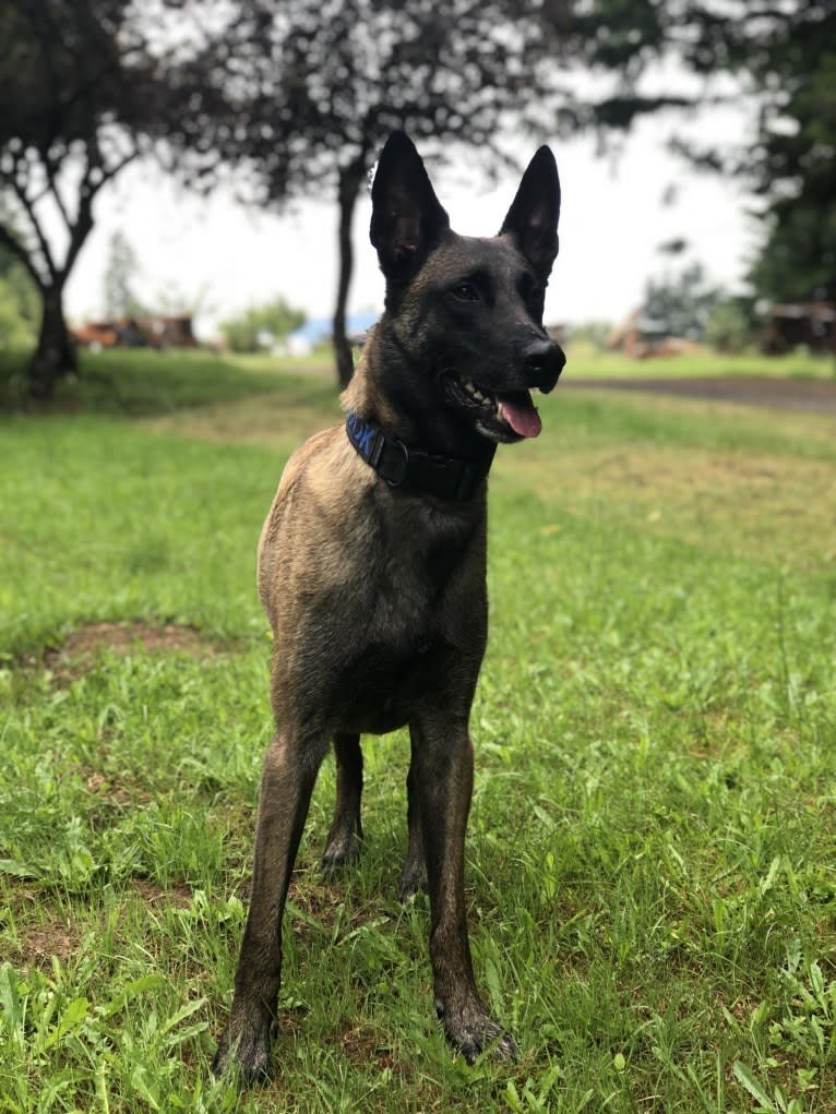 Rook, a Belgian Shepherd tested with EmbarkVet.com