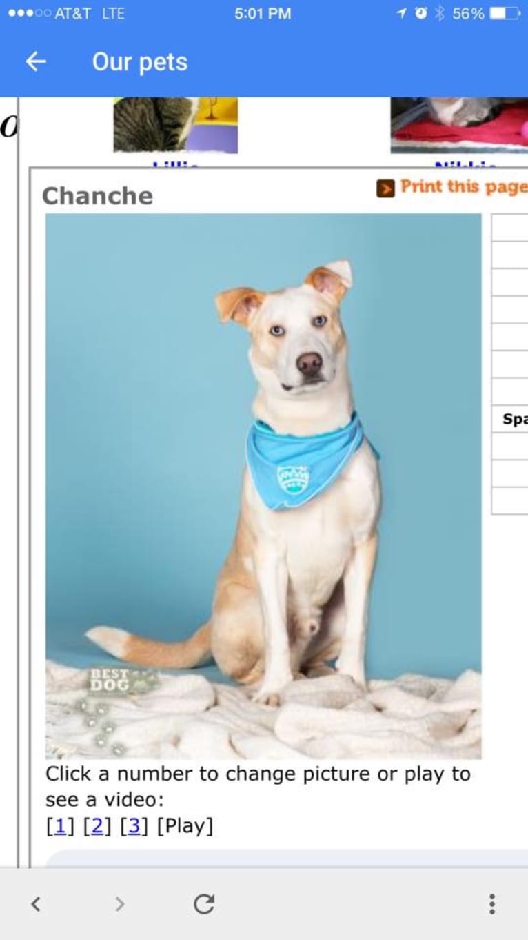Jax, an American Staffordshire Terrier and Siberian Husky mix tested with EmbarkVet.com
