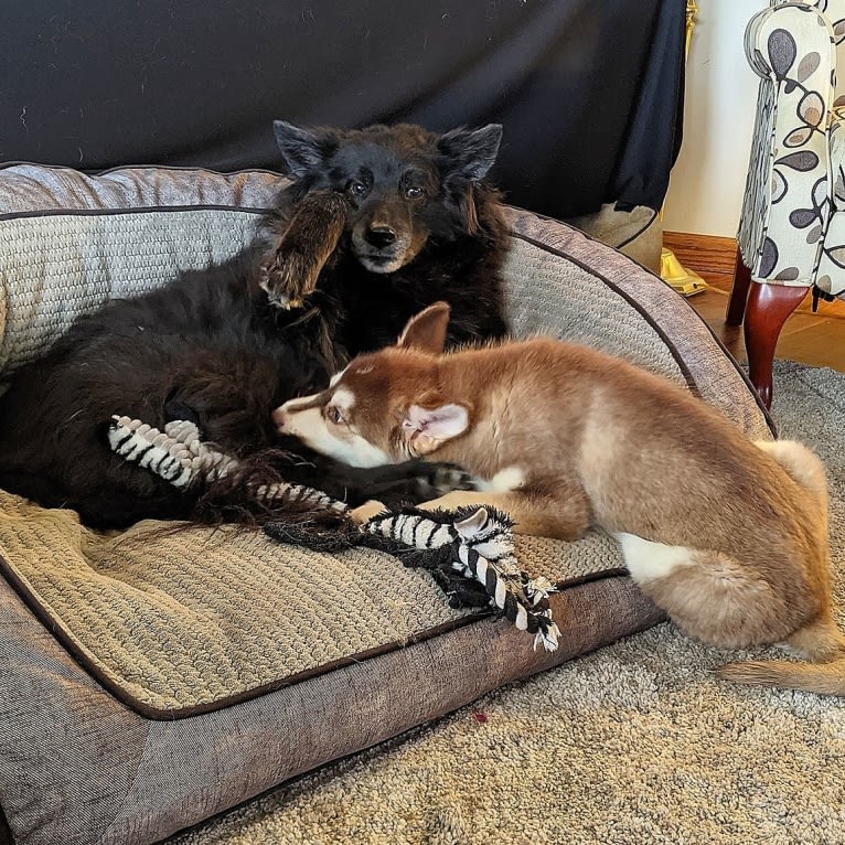 Gambit, a Siberian Husky and Australian Shepherd mix tested with EmbarkVet.com