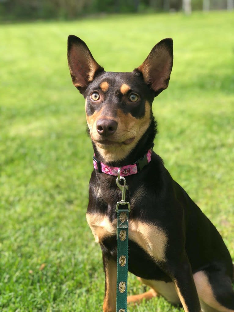 Mercy, an Australian Kelpie tested with EmbarkVet.com