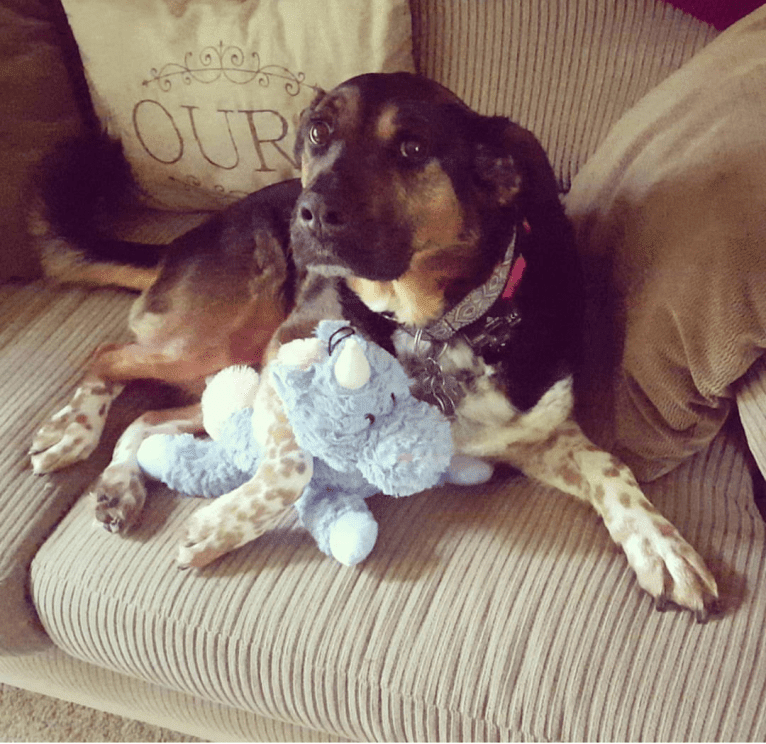 T, a Rottweiler and Samoyed mix tested with EmbarkVet.com