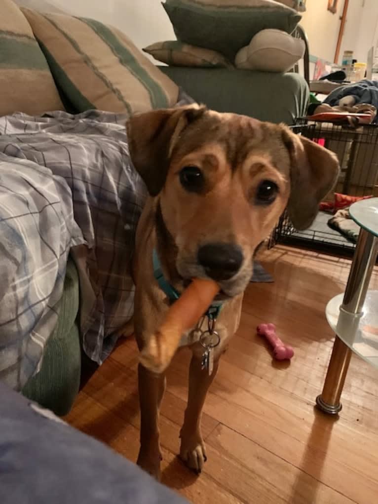 Pretzel, a Beagle and Golden Retriever mix tested with EmbarkVet.com