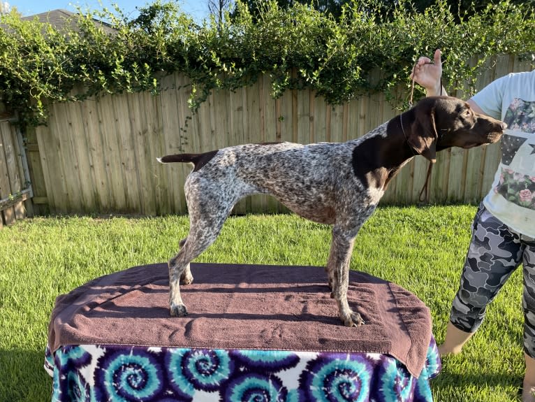 Cadence, a German Shorthaired Pointer tested with EmbarkVet.com