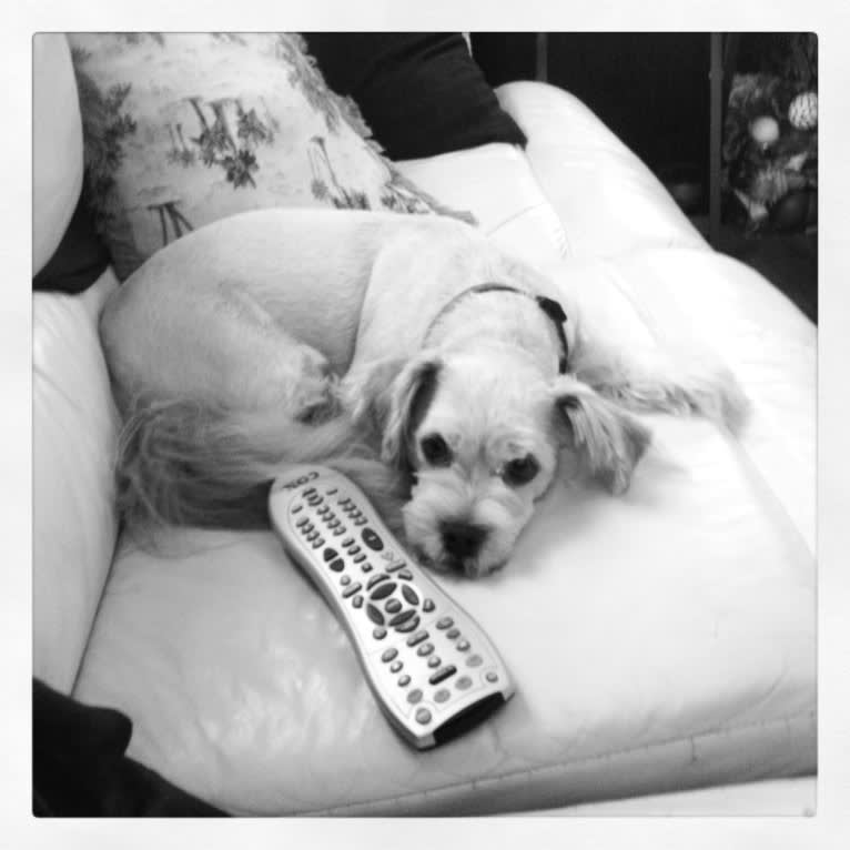 Roscoe, a Rat Terrier and Lhasa Apso mix tested with EmbarkVet.com