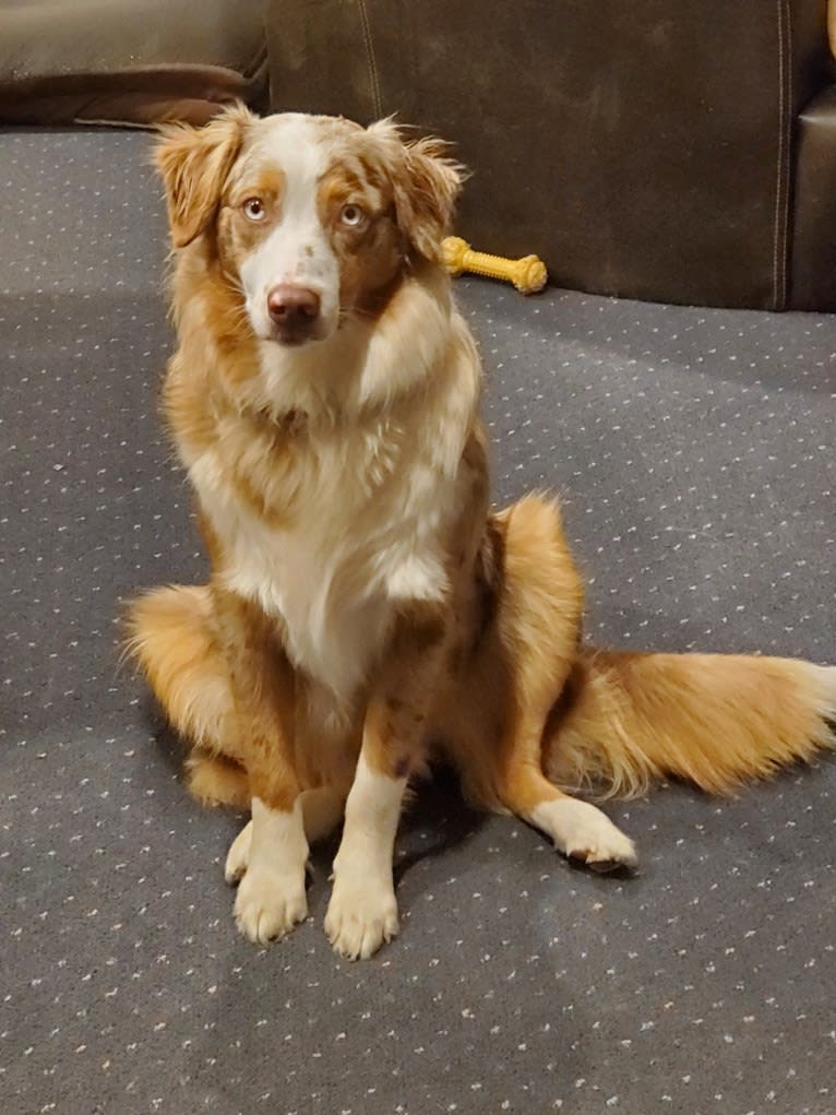 Josie, an Australian Shepherd tested with EmbarkVet.com