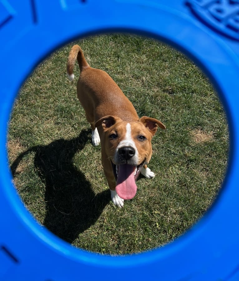 Linux Rowan, an American Pit Bull Terrier and Rottweiler mix tested with EmbarkVet.com