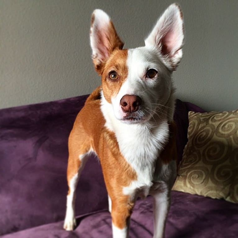 Ruby, a Rat Terrier and Border Collie mix tested with EmbarkVet.com