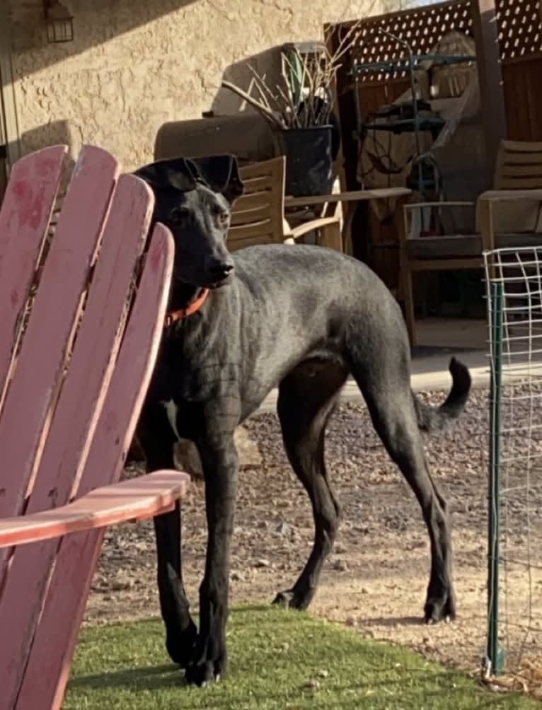 Baxter, a German Shepherd Dog and Great Dane mix tested with EmbarkVet.com