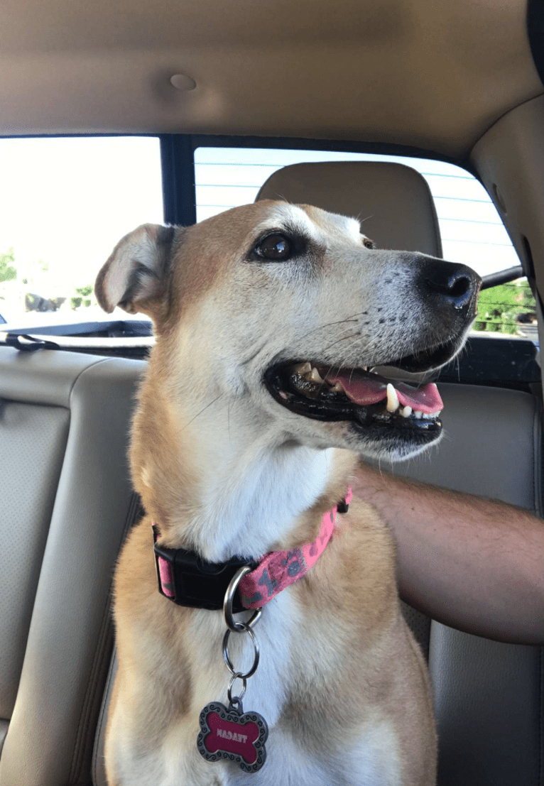 Teagan, an American Pit Bull Terrier and Australian Shepherd mix tested with EmbarkVet.com