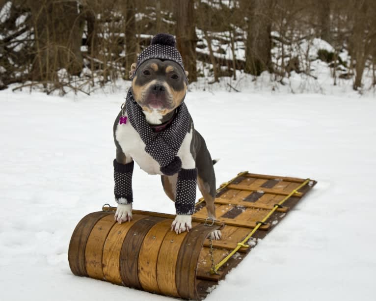 Letty von Wigglebottom, an American Bully and American Pit Bull Terrier mix tested with EmbarkVet.com