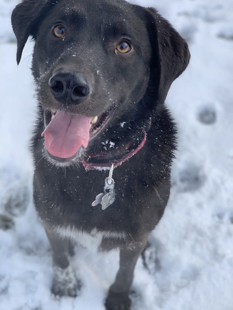 Guinness, a Labrador Retriever and Australian Cattle Dog mix tested with EmbarkVet.com