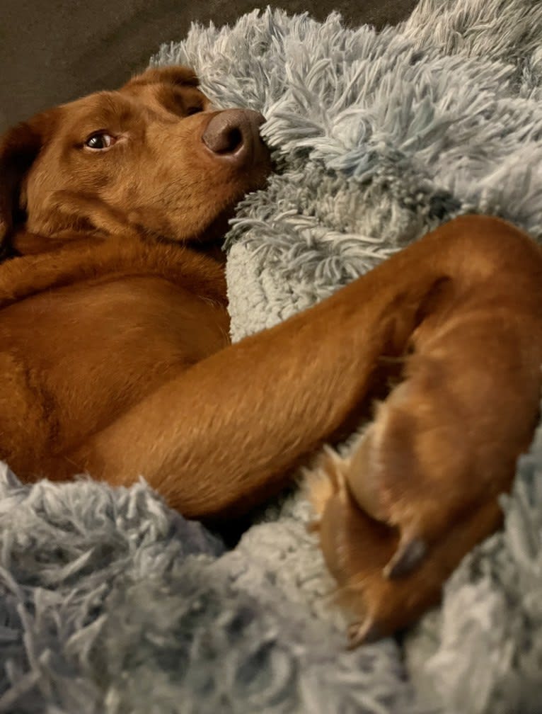 Scarlett, a Redbone Coonhound and Labrador Retriever mix tested with EmbarkVet.com