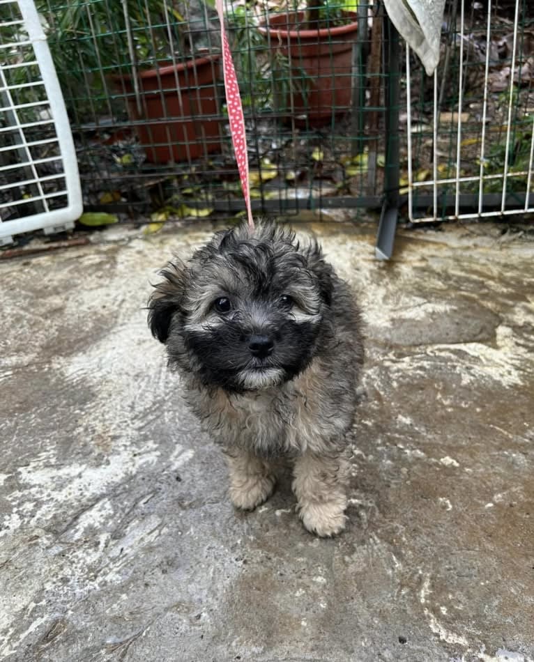 Hunter, a Poodle (Small) and Bichon Frise mix tested with EmbarkVet.com