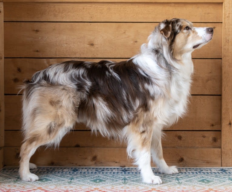 Neville, an Australian Shepherd tested with EmbarkVet.com