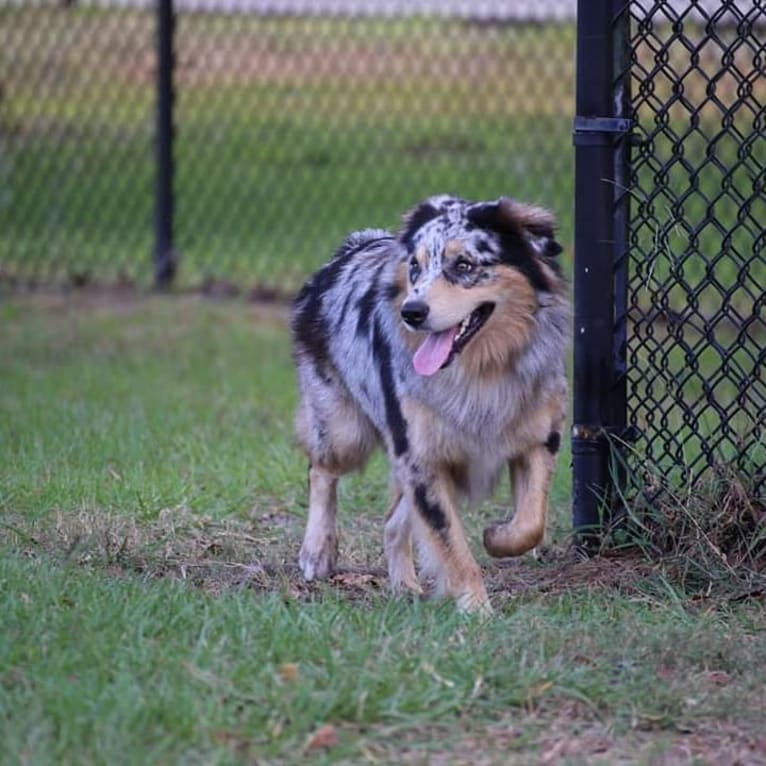 Dodge, an Australian Shepherd tested with EmbarkVet.com