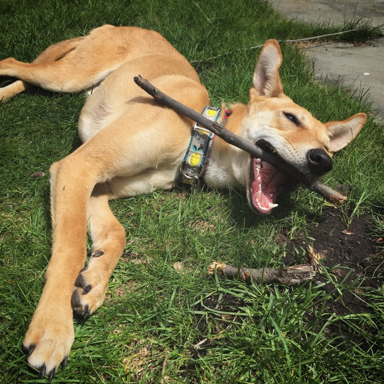 Ruby, a South Asian Village Dog tested with EmbarkVet.com