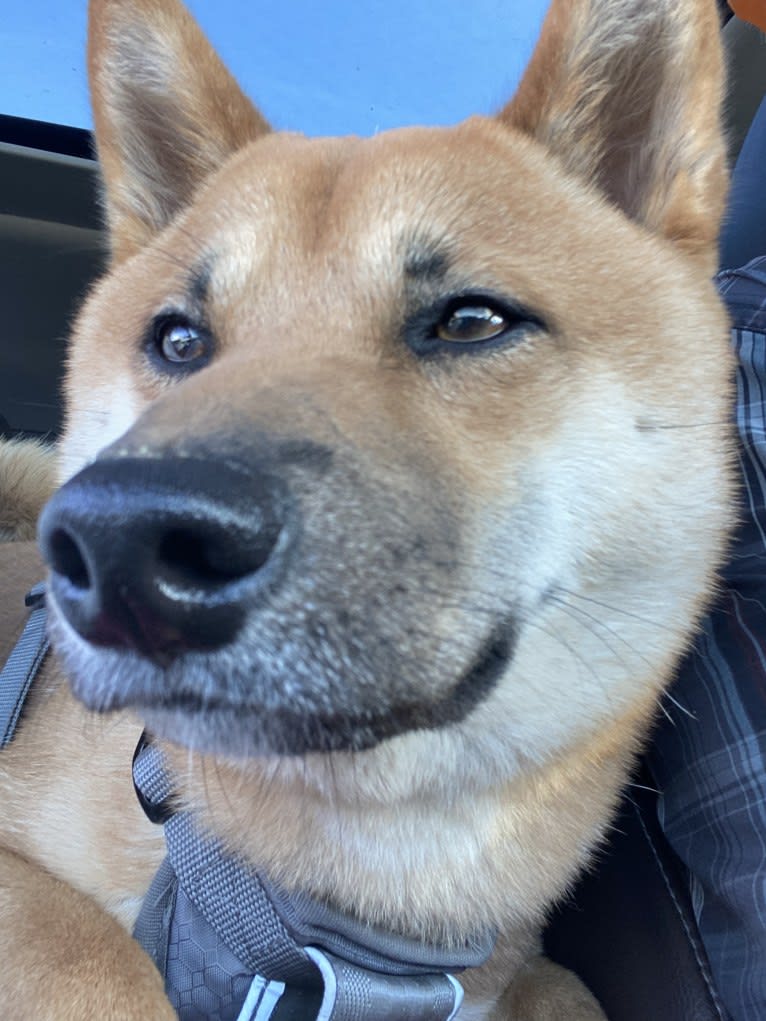 Kobe, a Shiba Inu tested with EmbarkVet.com