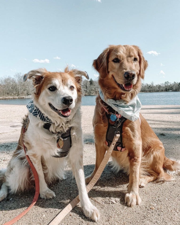 Marley, a Golden Retriever tested with EmbarkVet.com