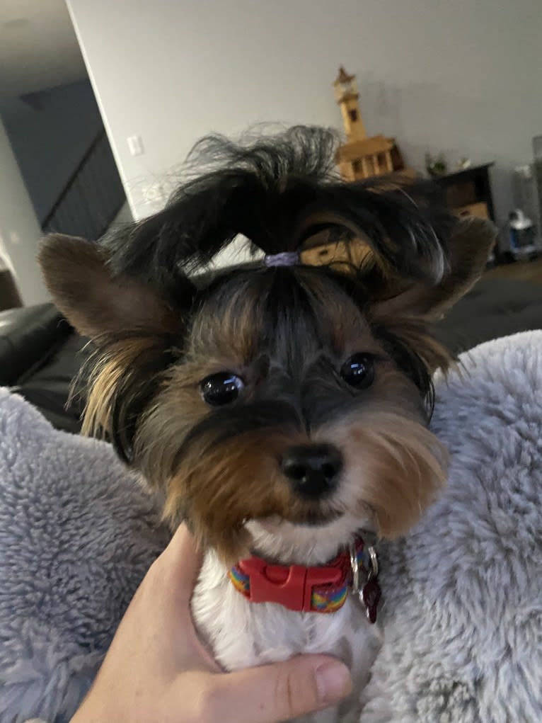 Moana, a Biewer Terrier tested with EmbarkVet.com