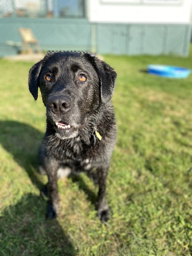 Ula, a Labrador Retriever and Saint Bernard mix tested with EmbarkVet.com