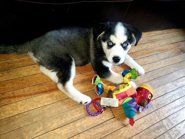 Orah-Skylah Gray, a Siberian Husky and Cocker Spaniel mix tested with EmbarkVet.com