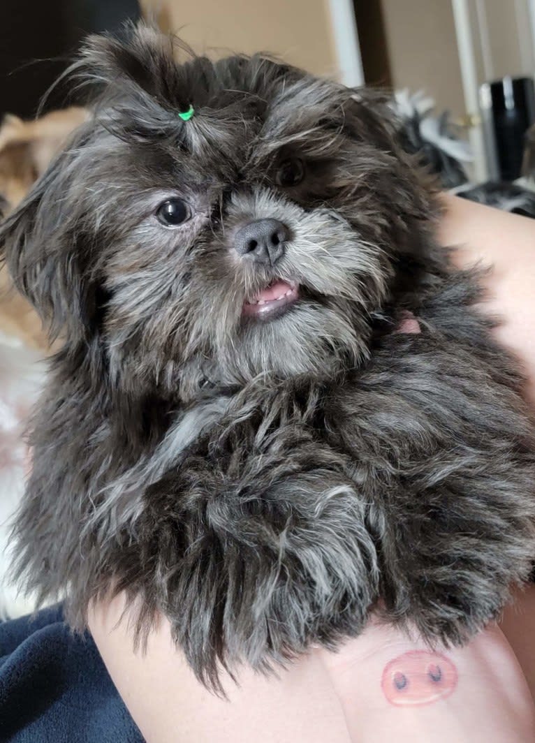 Morpheus, a Shih Tzu tested with EmbarkVet.com