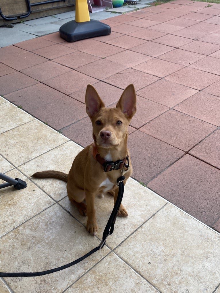 Rocket, a Rat Terrier and Pomeranian mix tested with EmbarkVet.com